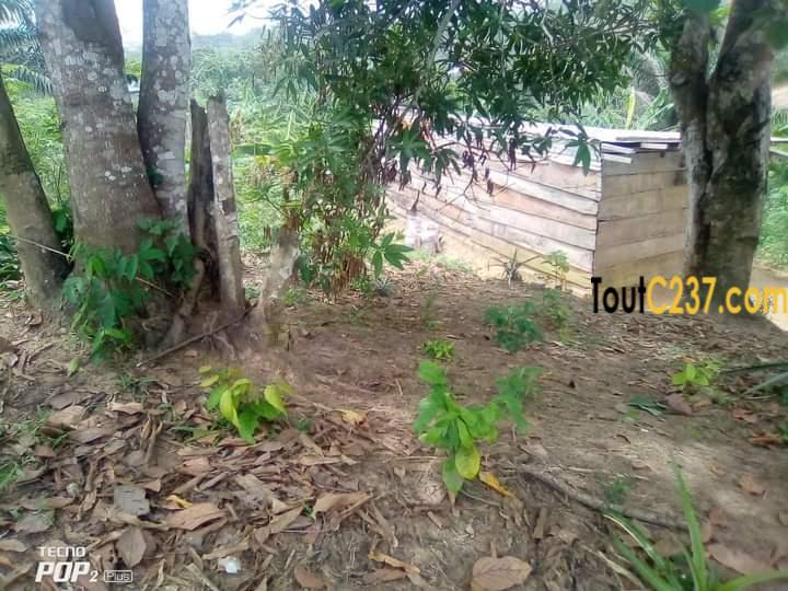 Terrain à vendre à Pk18, Douala