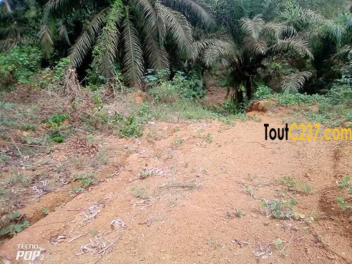 Terrain à vendre à Pk18, Douala