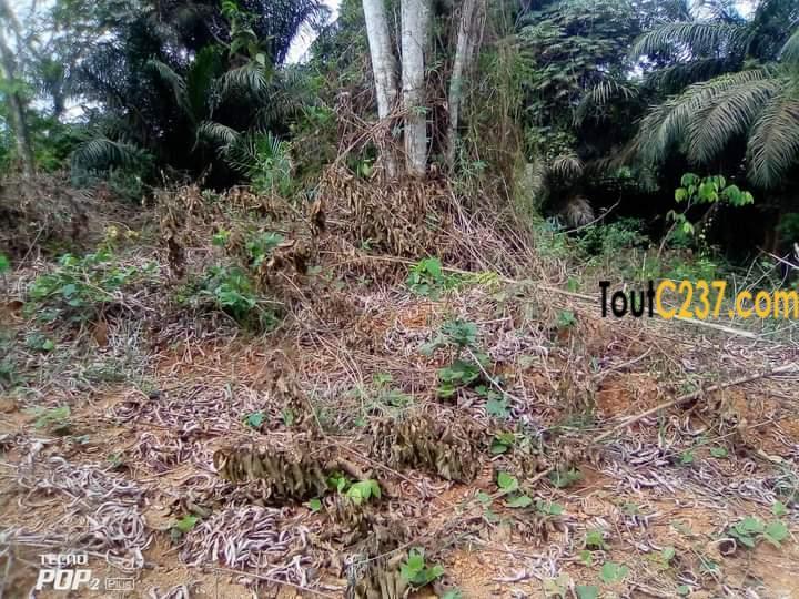 Terrain à vendre à Pk18, Douala