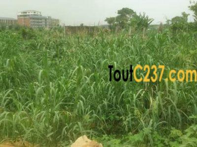 Terrain à vendre à Bonamoussadi, Santabarbara, Douala