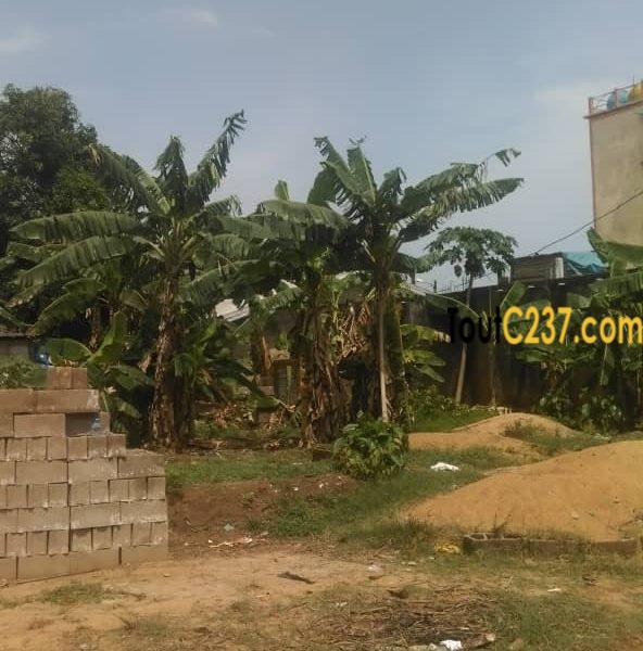 Terrain à vendre à Logbessou, IUC, Douala