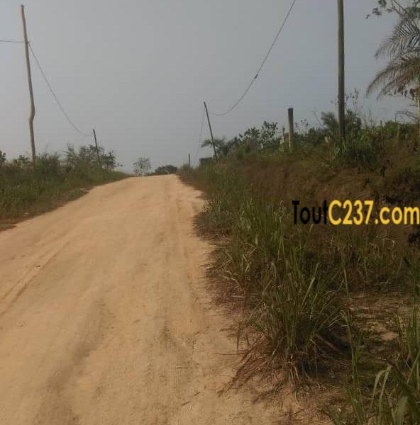 Terrain à vendre à Papass Pk14, Douala