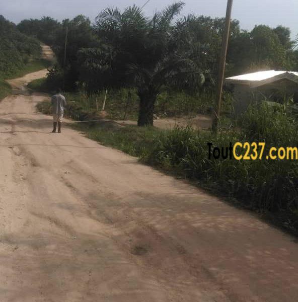 Terrain à vendre à Papass Pk14, Douala