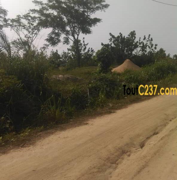 Terrain à vendre à Papass Pk14, Douala