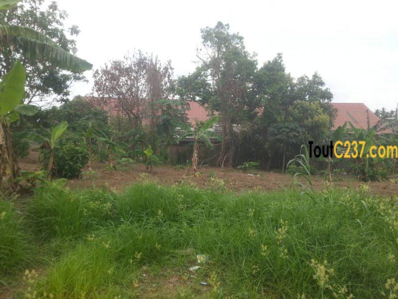 Terrain à vendre à Logbessou, Douala