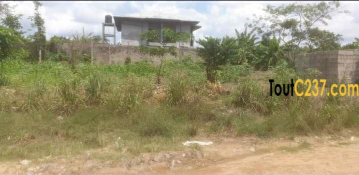 Terrain à vendre à Yassa, Douala