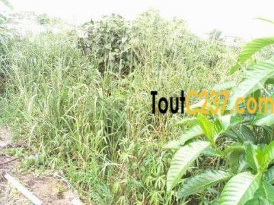 Terrain à vendre à Pk17, Douala