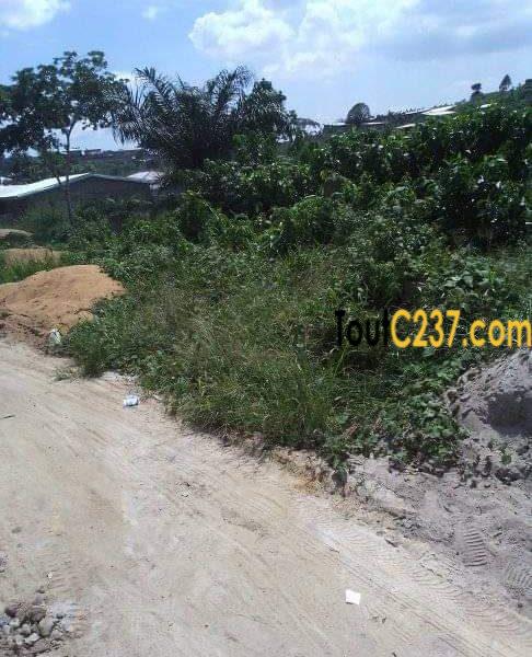 Terrain à vendre à Japoma, Douala