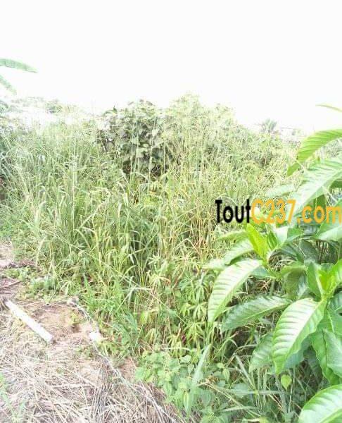 Terrain à vendre à Pk17, Douala