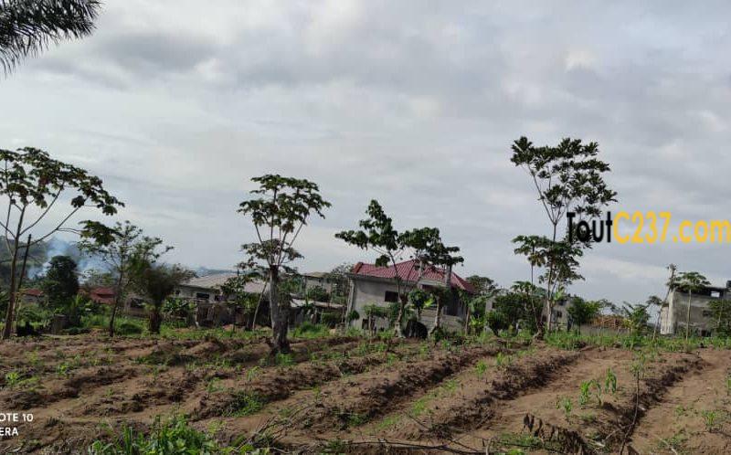 Terrain à vendre à Lendi, Douala