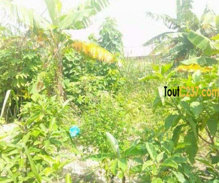 Terrain À Vendre À Pk16, Douala