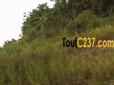 Terrain à vendre à Japoma, Douala