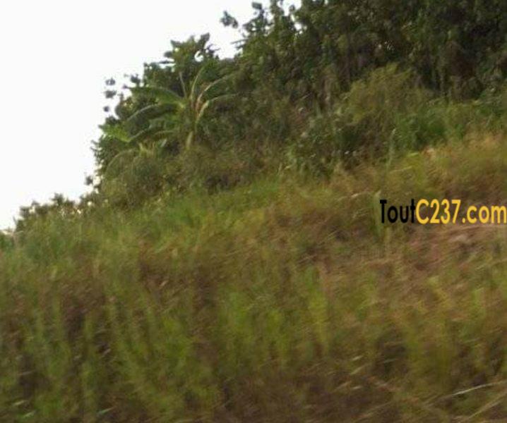 Terrain à vendre à Japoma, Douala