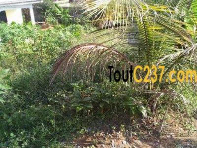 Terrain à vendre à Japoma, Douala