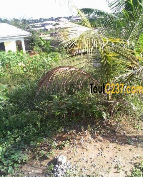 Terrain à vendre à Japoma, Douala