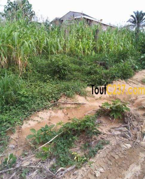 Terrain à vendre à Japoma, Douala