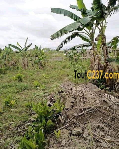 Terrain à vendre à Japoma, Douala