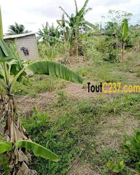 Terrain à vendre à Japoma, Douala