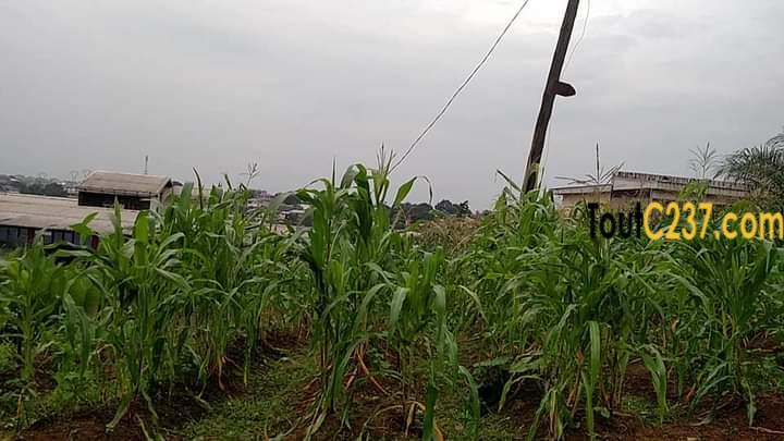 Terrain à vendre à Pk10, Douala