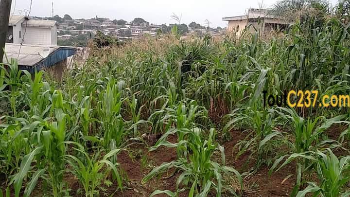 Terrain à vendre à Pk10, Douala