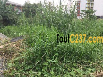 Terrain à vendre à Bonamoussadi, Douala