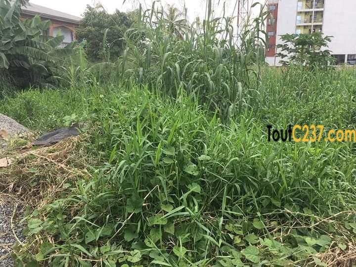 Terrain à vendre à Bonamoussadi, Douala