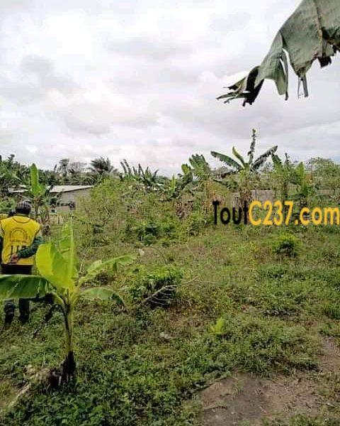 Terrain à vendre à Japoma, Douala