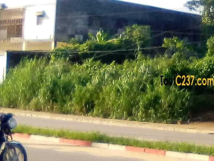 Terrain Commercial à vendre à Logbessou Douala
