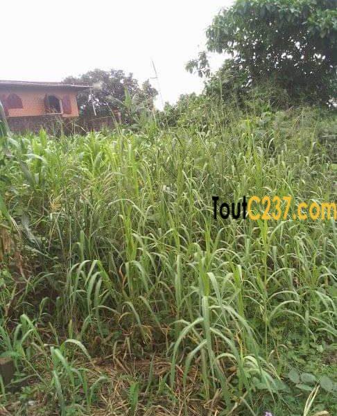 Terrain à vendre à Pk18 Douala