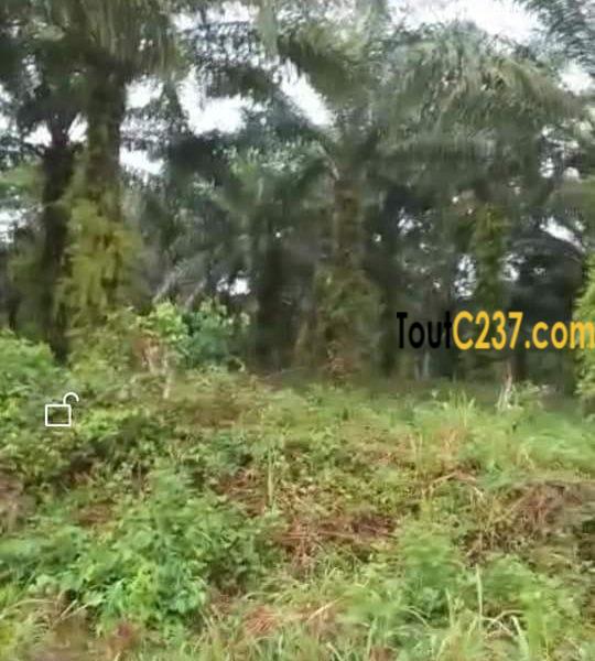 Terrain à vendre, Land to sale à Dibamba