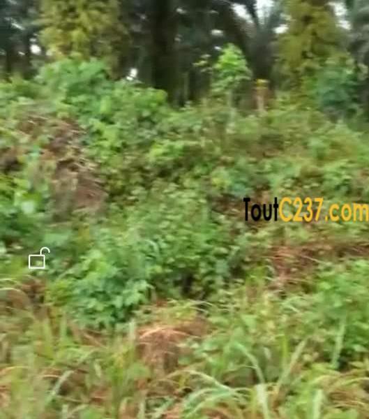 Terrain à vendre, Land to sale à Dibamba