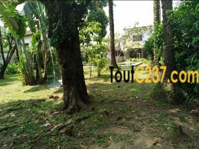 Terrain commercial à vendre à Deido Douala