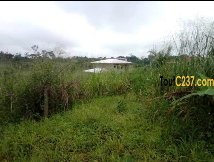 Terrain à vendre à yassa Douala