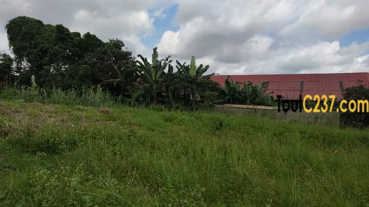 Terrain à vendre à Logpom Douala