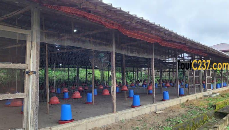 Fonds de commerce d'une ferme à vendre à Douala