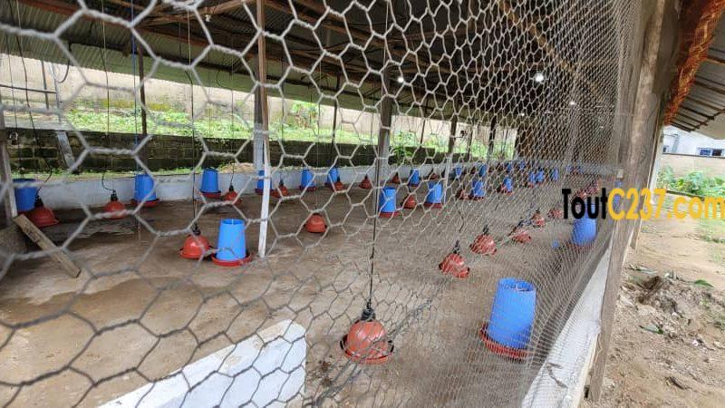 Fonds de commerce d'une ferme à vendre à Douala