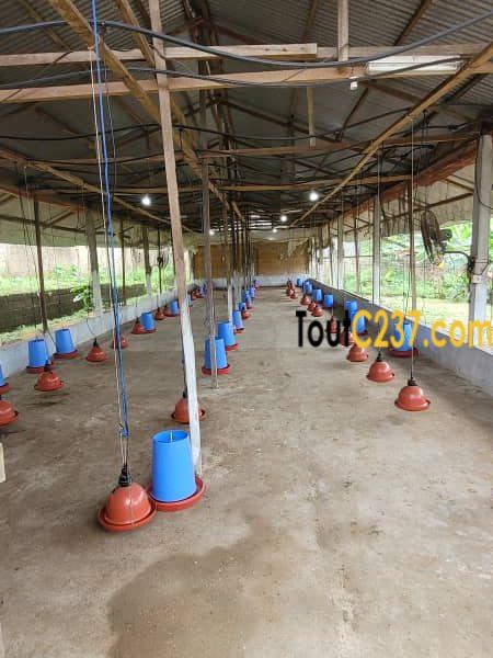 Fonds de commerce d'une ferme à vendre à Douala