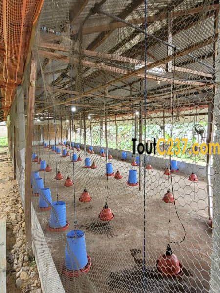 Fonds de commerce d'une ferme à vendre à Douala