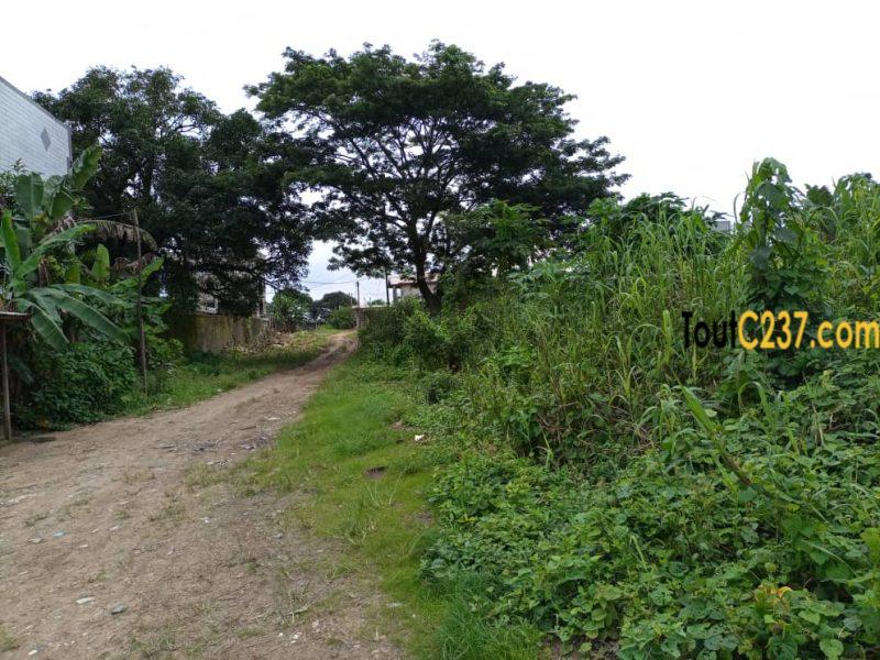 Terrain à vendre à Japoma Douala