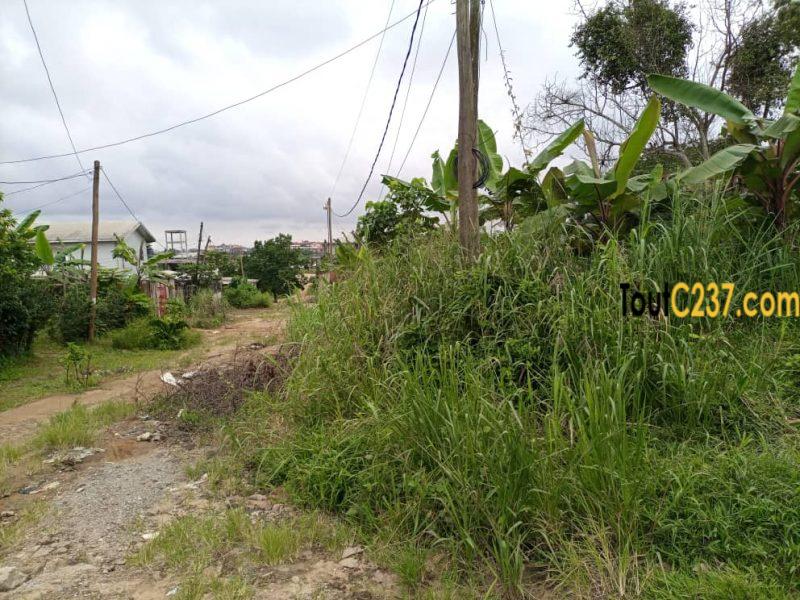 Terrain à vendre à Japoma Douala