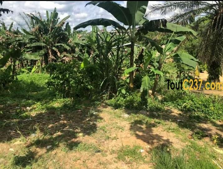Terrain à vendre à Logpom Douala