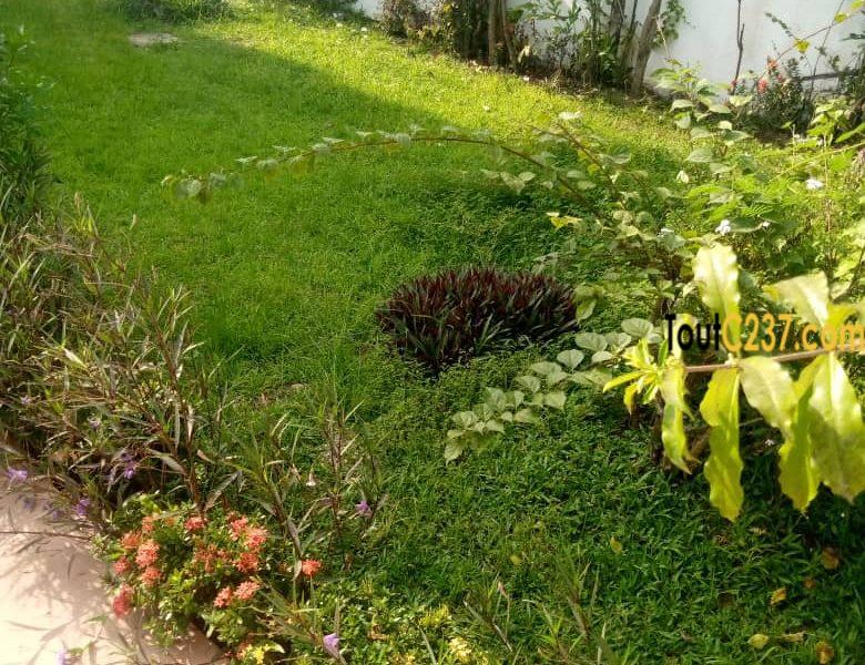 Duplex à louer à Bonapriso Douala