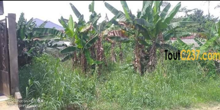 Terrain à vendre à Lendi Douala