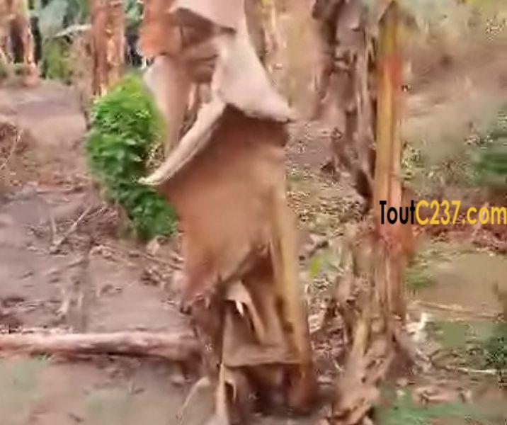 Terrain à vendre à Logpom Douala