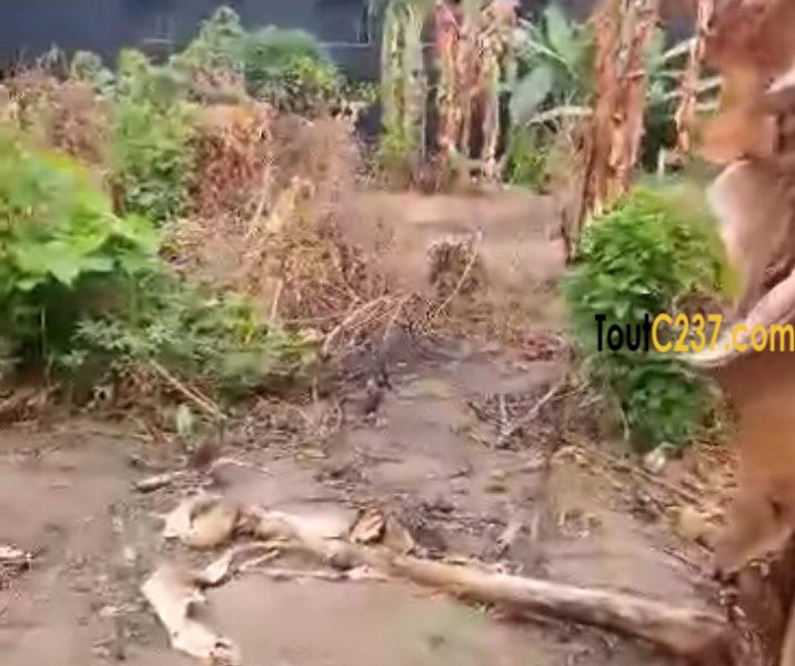 Terrain à vendre à Logpom Douala