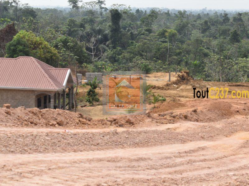 Terrains titrés et lotis à vendre Douala Logbessou