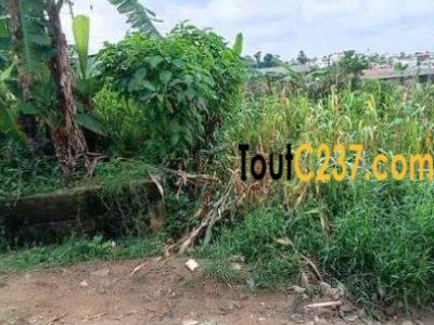 Terrain a vendre a Beedi Douala