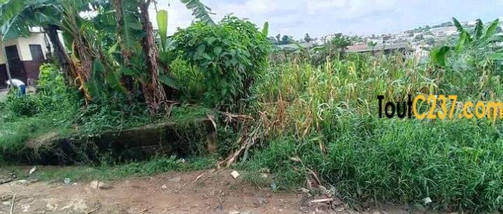 Terrain a vendre a Beedi Douala