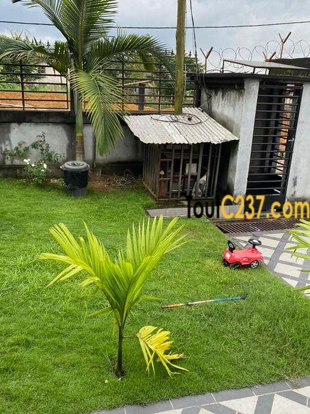 Somptueux Duplex à louer à Logbessou