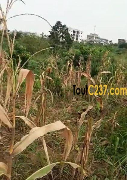 Terrain à vendre à Yaticka Douala